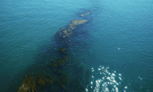 a mysterious giant brown ribbon appears in the atlantic — scientists raise the alarm (1)