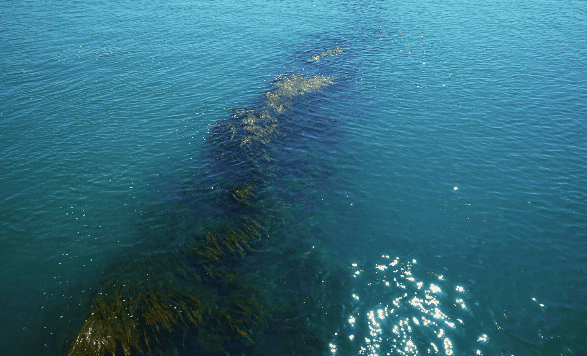 a mysterious giant brown ribbon appears in the atlantic — scientists raise the alarm (1)