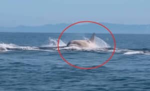 rare sea creature caught on camera leaping from the ocean off japan’s coast