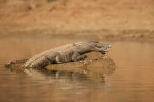 crocodiles surfing