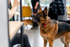 most intelligent dog