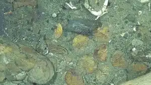 The record for the largest treasure of all time has just been confirmed at €14.9 billion